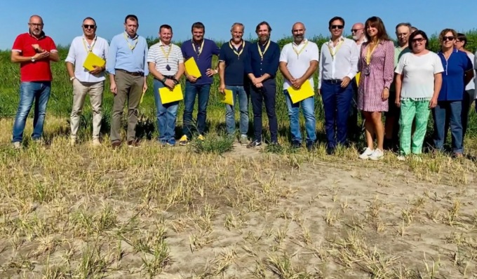 Risaie “bruciate”: per la siccità persa la metà del riso pavese