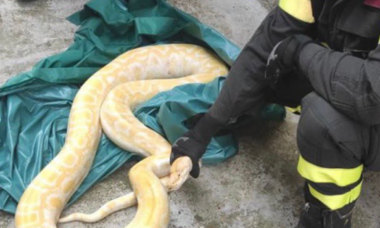 Grosso pitone albino scappa dal rettilario: recuperato da un pompiere che però viene morso dal serpente