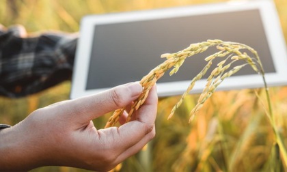 Agri-Food Sustainability, cibo e sostenibilità: all’Università di Pavia torna la laurea in Agraria