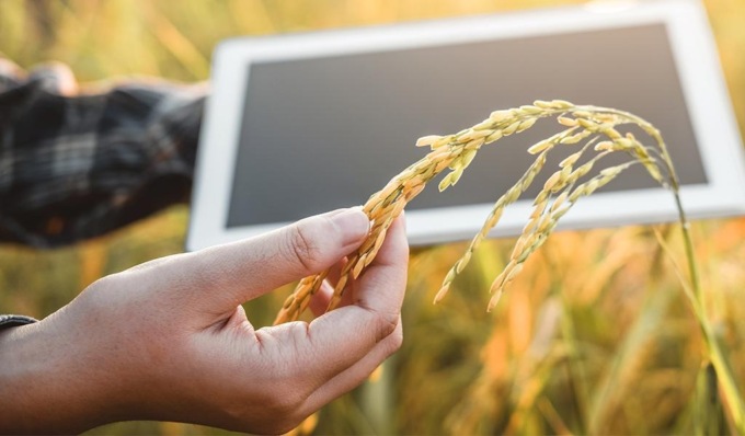 Agri-Food Sustainability, cibo e sostenibilità: all’Università di Pavia torna la laurea in Agraria