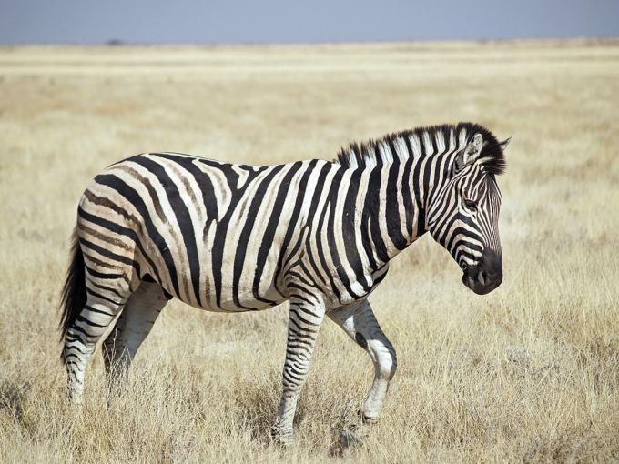 Scoperti nelle zebre nuovi meccanismi molecolari di evoluzione dei cromosomi