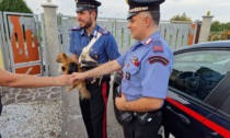I suoi tre cuccioli di Chihuahua spariscono, li riabbraccia grazie ai Carabinieri