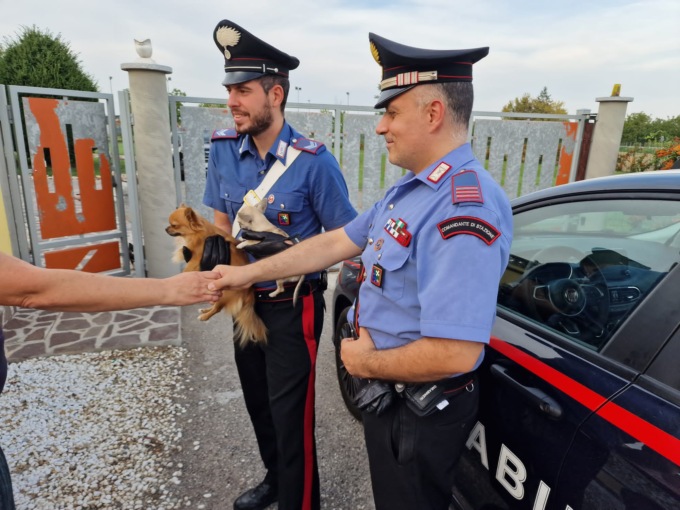 I suoi tre cuccioli di Chihuahua spariscono, li riabbraccia grazie ai Carabinieri