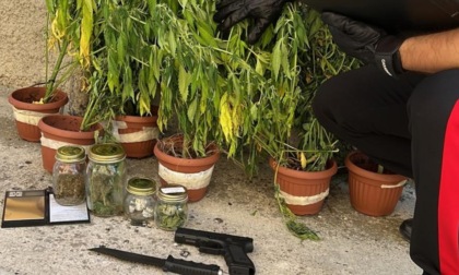 Coltiva in casa 16 piante di cannabis, arrestato 18enne incensurato