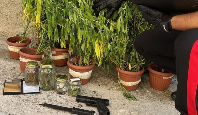 Coltiva in casa 16 piante di cannabis, arrestato 18enne incensurato