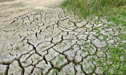 A Pavia 172milioni di danni per la siccità, maggiormente colpito il comparto riso
