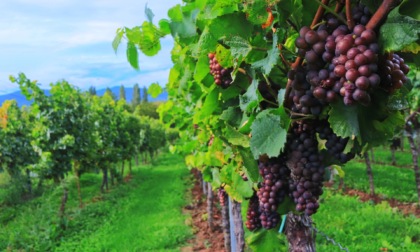 Terre d'Oltrepò: pigiati 272mila quintali d'uva, ma la raccolta fa i conti con siccità e grandine