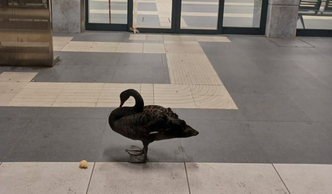 In stazione a Vigevano ad aspettare il treno c’è anche… un’oca nera (o cigno?)