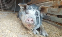 Allevamento abusivo di maiali a Cilavegna: proprietario condannato e animali confiscati