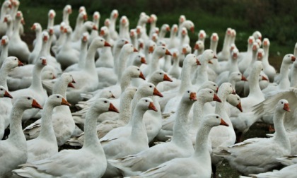 Influenza aviaria, rientra l'emergenza in Lomellina