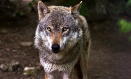 Avvistato un lupo a Belgioioso, aumentano le segnalazioni nel pavese