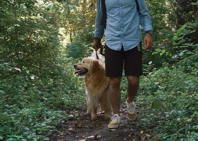 Torrazza Coste: trovati dei bocconi avvelenati dopo la morte di un cane