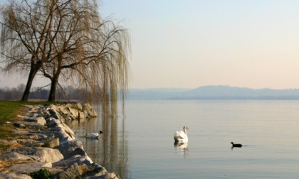 Monitoraggio ecosistemi laghi insubrici, accordo Regione-Università di Pavia