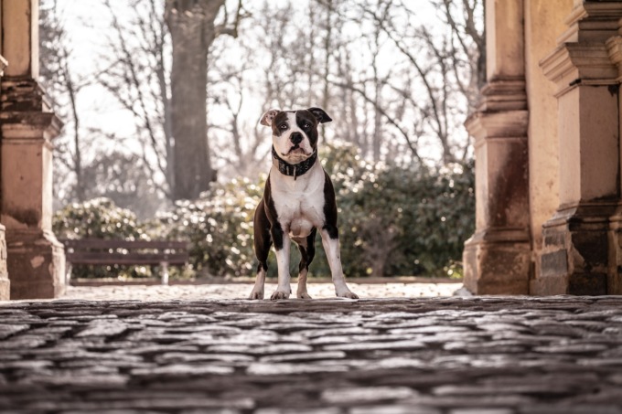 “Vi faccio sbranare dal mio pitbull”: spacciatore e ricercato tenta di sfuggire all’arresto