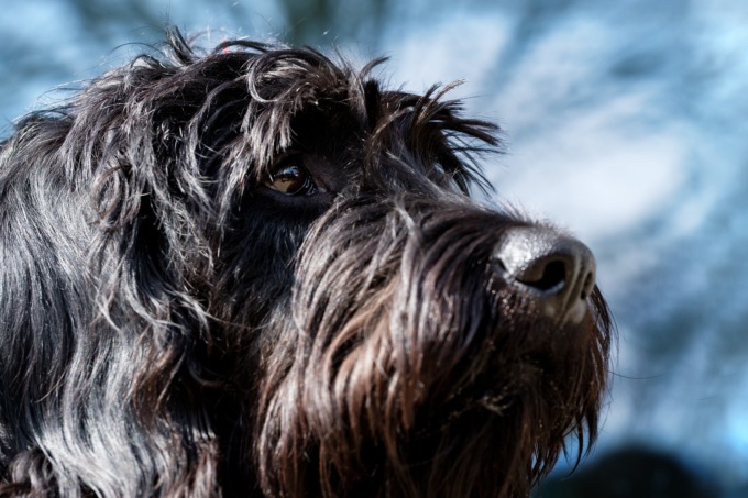 Azzannato dal suo cane che con un morso gli stacca un pollice della mano
