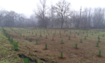 A Pavia in arrivo nuovi boschi per mitigare i cambiamenti climatici