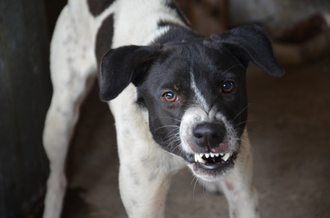 Aggredito da un cane randagio, gravi ferite al volto per un 42enne