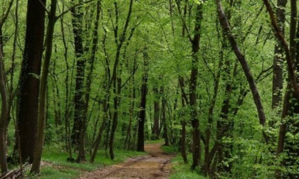 Comune di Pavia e Parco del Ticino insieme per il progetto foreste