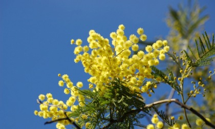 Caldo anomalo, natura in tilt: mimose fiorite e api smarrite
