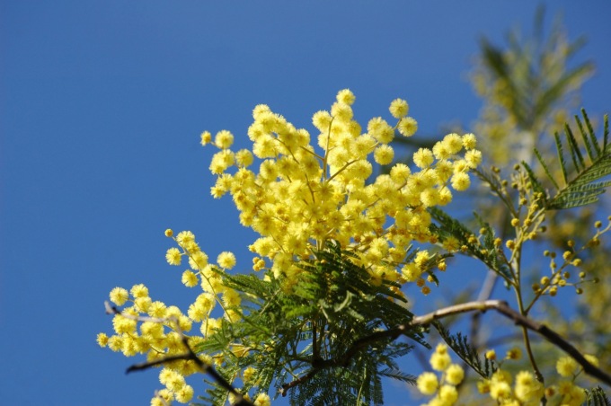 Caldo anomalo, natura in tilt: mimose fiorite e api smarrite