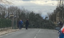 Alberi caduti e tetti scoperchiati: danni per il forte vento in provincia di Pavia