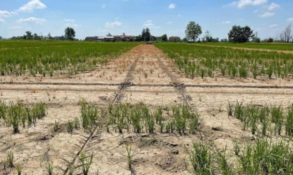 Crolla la produzione del riso a Pavia per colpa della siccità