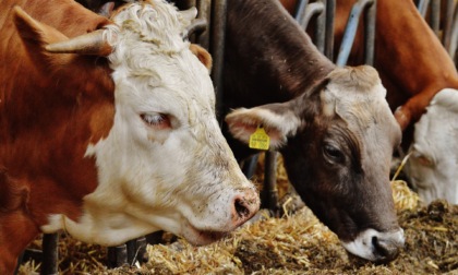 Raggiunta intesa sul prezzo del latte, Coldiretti: “Bene intesa per garantire forniture” 