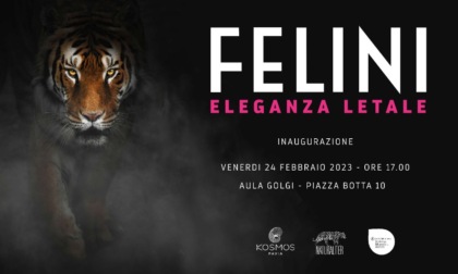 Al Museo Kosmos di Pavia arriva la mostra "Felini. Eleganza letale"