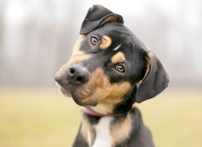 Sequestrati quaranta cani a Ottobiano, non possono vivere tutti nella stessa casa