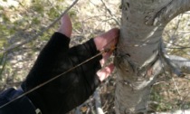 Trappola per ciclisti a Garlasco, trovato un cavo teso tra due alberi
