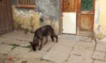 In condizioni igienico-sanitarie degradate: sequestrati 40 cani e 7 gatti