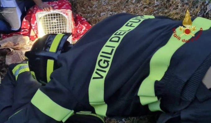 Gatto ferito bloccato in un condotto di scolo, recuperato dai Vigili del Fuoco