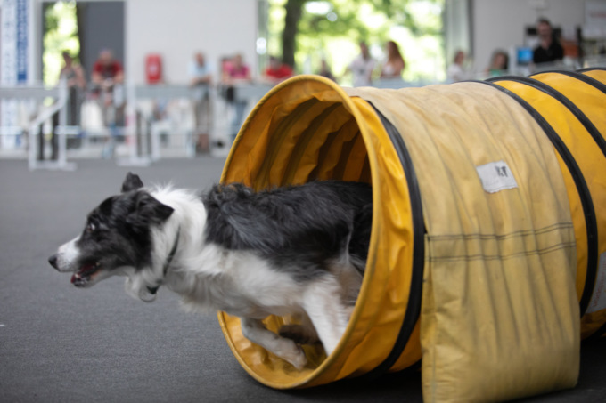 Torna a Pavia “PET in FIERA”: a Palazzo Esposizioni la fiera dedicata agli animali domestici