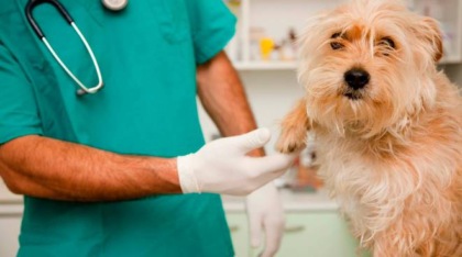 Radiato dall’albo dei veterinari nove anni fa continua ad esercitare, 64enne denunciato