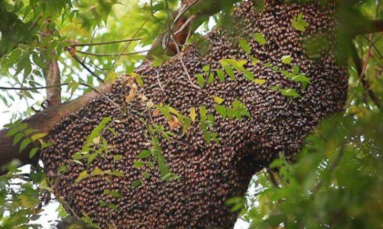 Scoperto all’Orto Botanico di Pavia un alveare selvatico di api da miele: pericolo o risorsa per la biodiversità?