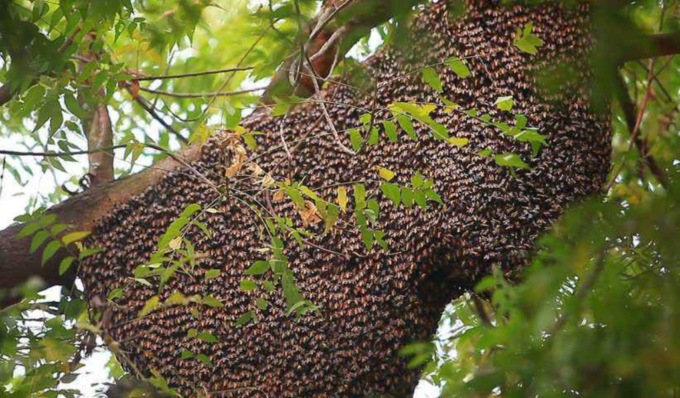 Scoperto all’Orto Botanico di Pavia un alveare selvatico di api da miele: pericolo o risorsa per la biodiversità?