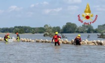I vigili del fuoco di Pavia salvano pecore a rischio annegamento nel Po