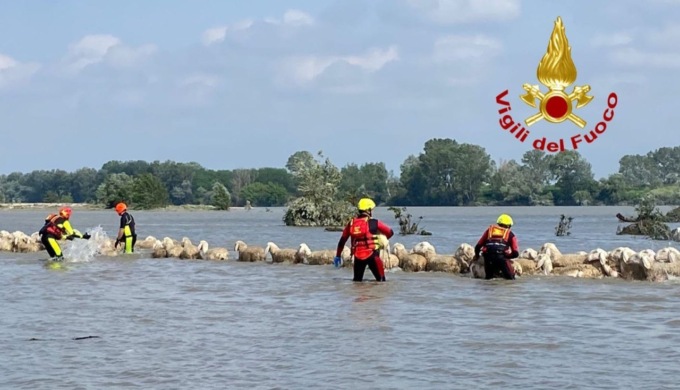 I vigili del fuoco di Pavia salvano pecore a rischio annegamento nel Po