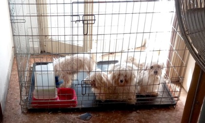Sequestrati undici cani trovati in condizioni di estremo degrado igienico-sanitario