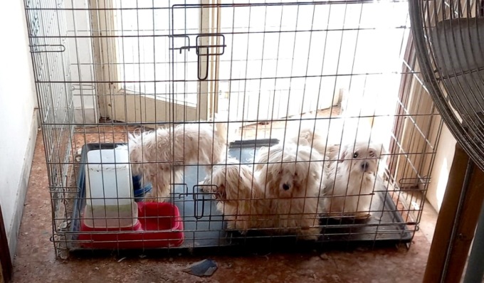 Sequestrati undici cani trovati in condizioni di estremo degrado igienico-sanitario