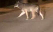 Avvistato un lupo nel centro di Carbonara al Ticino, continuano le segnalazioni nel Pavese