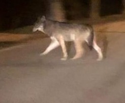 Avvistato un lupo nel centro di Carbonara al Ticino, continuano le segnalazioni nel Pavese