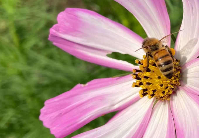 Pavia “Città amica dei fiori e delle api”: conto alla rovescia per la festa del solstizio d’estate 2023