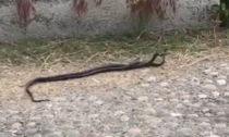 L'agguerrita lotta tra due serpenti vicino al Ponte Coperto di Pavia: il video