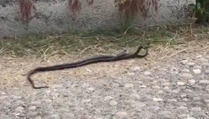 L’agguerrita lotta tra due serpenti vicino al Ponte Coperto di Pavia: il video
