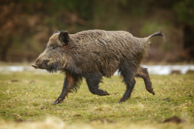 La peste suina arriva nel Pavese, confermato il caso di un cinghiale positivo