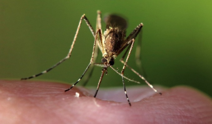 Virus West Nile: studio del San Matteo svela la causa delle forme più gravi