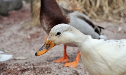Scoperto focolaio di aviaria in azienda agricola del Pavese: morti centinaia di anatre e fagiani