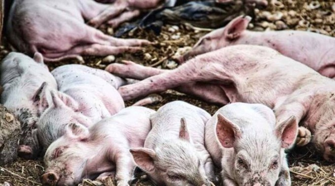 Multa da 400 euro per due escursionisti che hanno ignorato la zona rossa anti Peste Suina