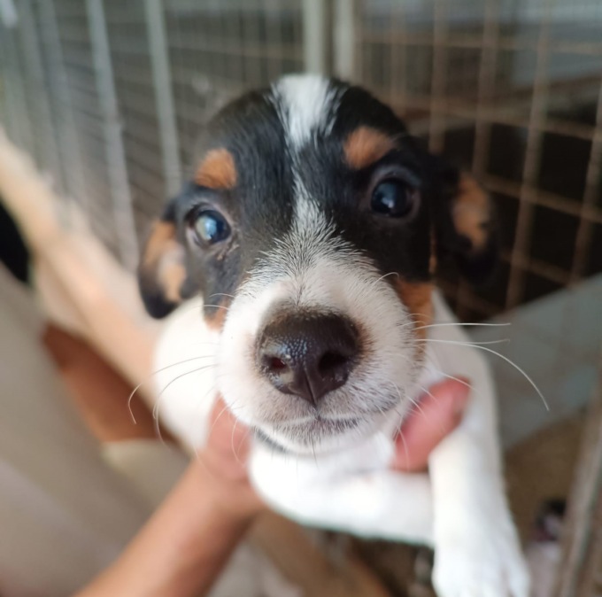 Allevamento sotto sfratto nel Pavese, le guardie zoofile cercano una nuova casa per 39 cani